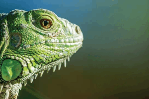 Green iguana on Monis banner promoting exotic pet care guides