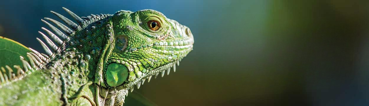 Green iguana on Monis banner promoting exotic pet care guides